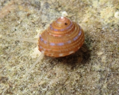 Calliostoma supragranosum