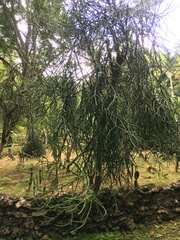 Euphorbia tirucalli