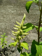 Amaranthus dubius