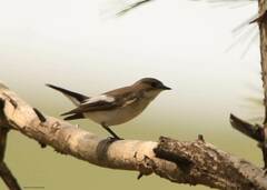 Ficedula hypoleuca