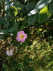Rosa subcanina