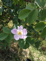 Rosa subcanina