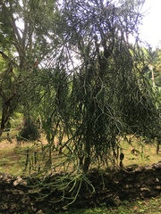 Euphorbia tirucalli