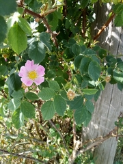 Rosa subcanina