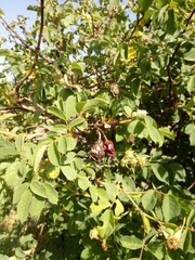 Rosa subcanina
