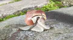 Cepaea nemoralis