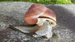Cepaea nemoralis