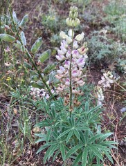 Lupinus sericeus sericeus