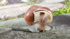 Cepaea nemoralis