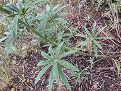 Lupinus sericeus sericeus