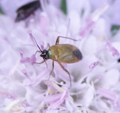 Plagiognathus arbustorum