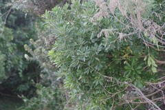 Allophylus natalensis