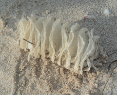 Melongena