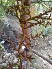 Arceuthobium vaginatum