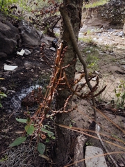 Arceuthobium vaginatum