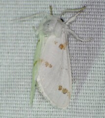 Euerythra trimaculata