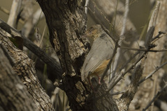 Sylvietta rufescens pallida