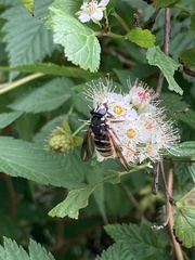 Temnostoma excentrica