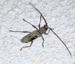 Eburia mutica