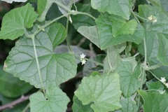 Zehneria scabra