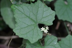 Zehneria scabra