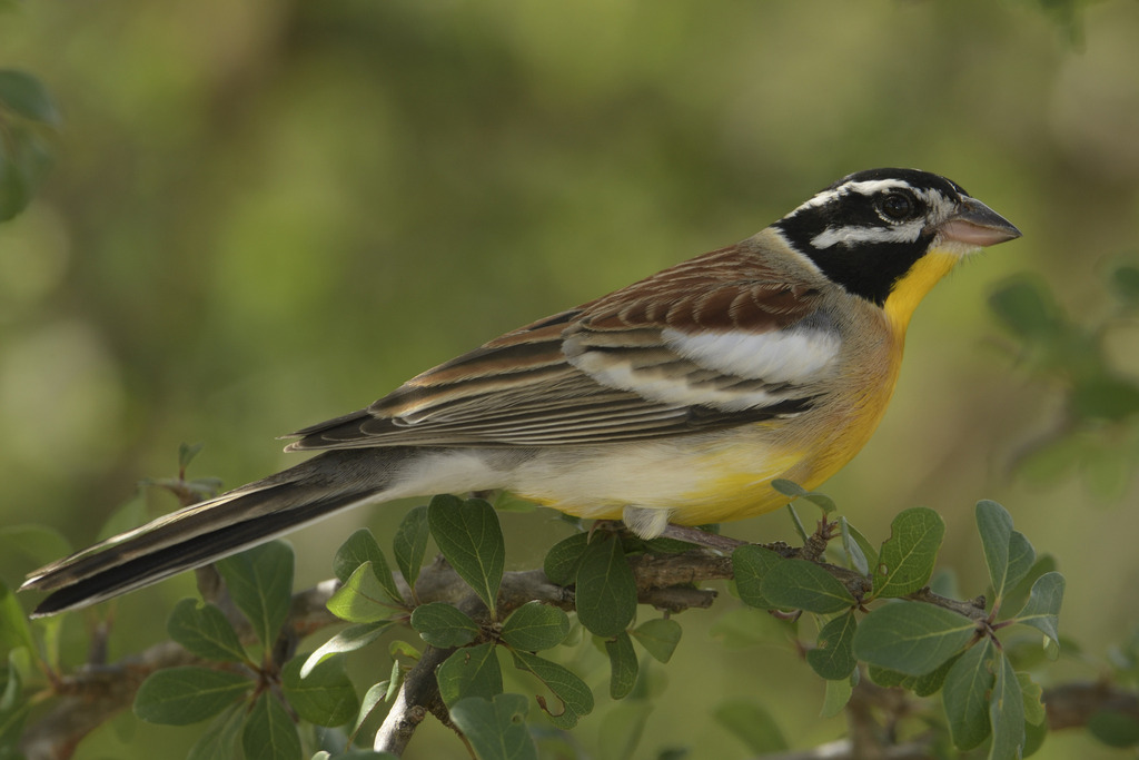 Golden-Breasted Bunting