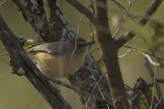 Sylvietta rufescens pallida