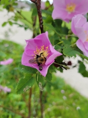 Bombus