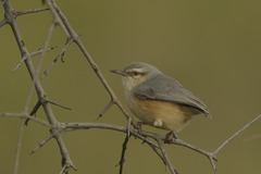 Sylvietta rufescens pallida