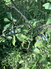 Prunus domestica