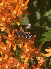 Megachile texana