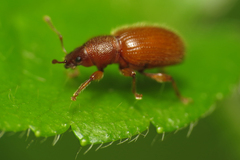 Barypeithes pellucidus