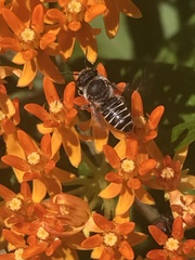 Megachile texana