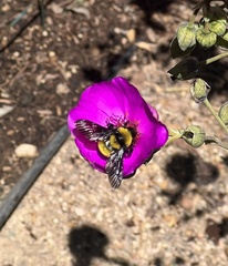 Bombus sonorus