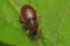 Barypeithes pellucidus