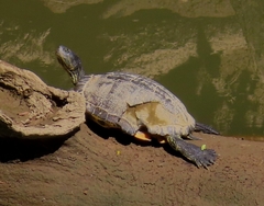 Trachemys scripta
