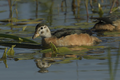African Pygmy-Goose photo 2