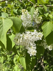 Syringa