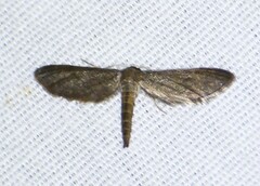 Protoproutia laredoata