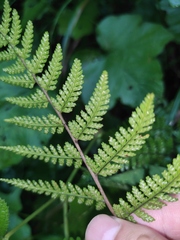 Athyrium iseanum iseanum
