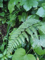 Athyrium iseanum iseanum