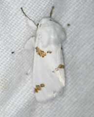 Euerythra trimaculata