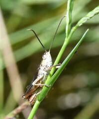 Chorthippus lacustris