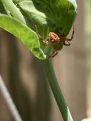 Neoscona crucifera