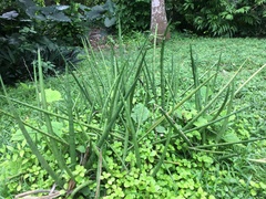 Sansevieria cylindrica