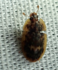 Lobiopa undulata