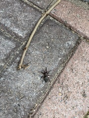 Scotophaeus blackwalli