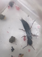 Dinothenarus badipes