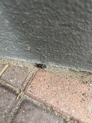 Scotophaeus blackwalli