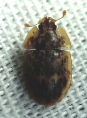 Lobiopa undulata